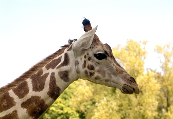 Bild 1 von 1: Die Kronberger Rothschildgiraffen sind sehr kontaktfreudig.