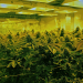 Cannabusiness - Das große Geschäft mit Gras