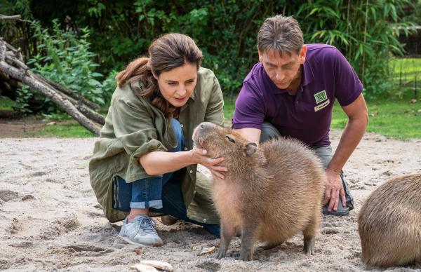 Bild 1 von 3: Tierärztin Dr. Susanne Mertens (Elisabeth Lanz, links) und Cheftierpfleger Conny Weidner (Thorsten Wolf, rechts) sorgen sich um Capybara-Männchen Toto. Das Wasserschwein blutet aus dem Mund und frisst nicht.
