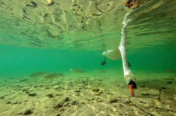 Bild 1 von 11: Verschiedene Lebewesen teilen sich den Lebensraum Wasser. Beeindruckende Aufnahmen bezeugen ihre Koexistenz.
