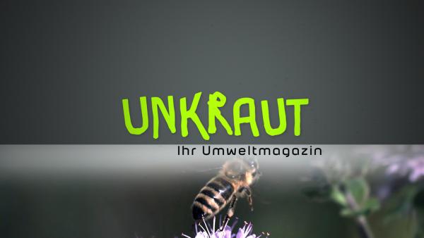 Bild 1 von 13: Unkraut