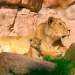 Big Five Asien