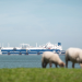 LNG-Terminals im Norden - nötig oder nutzlos?