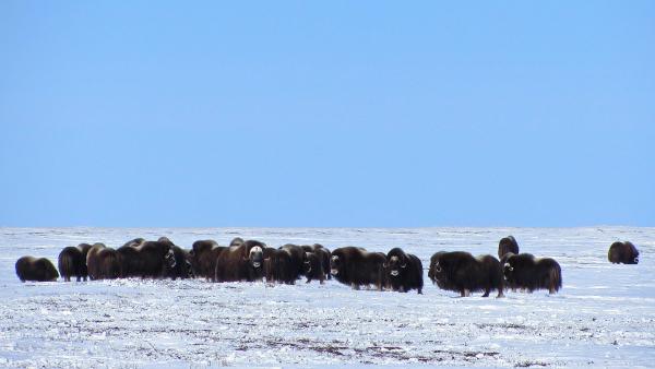 Bild 1 von 4: Moschusochsen sind näher mit Ziegen verwandt als mit Rindern.