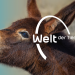 Welt der Tiere