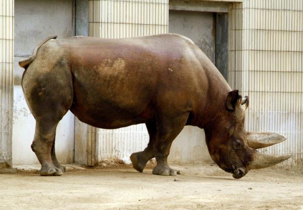 Bild 1 von 4: Spitzmaulnashorn im Frankfurter Zoo.