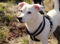 Entenfellners Tier-Welt