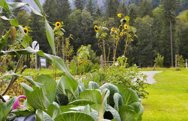 Bild 1 von 10: Im Bild: Gemeinschaftsgärten