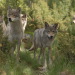 Welt der Tiere