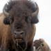 Abenteuer Wildnis