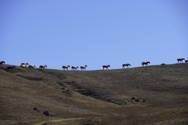 Bild 1 von 15: Die wilden Mustang-Herden werden heute vom Staat gemanagt.