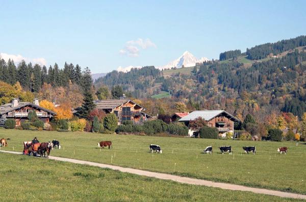 Bild 1 von 3: In Megève bringen Pferde mit der Kraft ihres Galopps die Bergweiden zum Beben. Doch genauso trotten sie mitunter ruhig durch die Straßen des französischen Skiorts.
