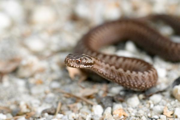 Bild 1 von 15: Kreuzotter