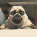 Mighty Mops