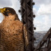 Paris - Stadt der Tiere
