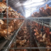 Armes Huhn - armer Mensch