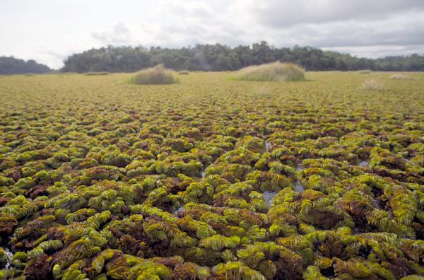 Bild 1 von 6: Die Biomasse des Schwimmfarns Salvinia molesta verdoppelt sich alle zehn Tage. Die invasive Pflanzenart hat enorme Auswirkungen auf die ökologischen und sozialen Aspekte des Ossa-Sees.