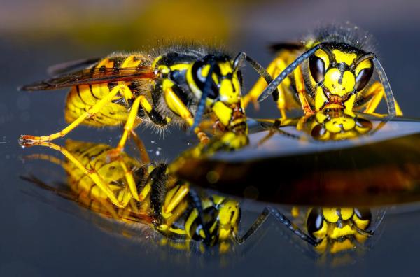 Bild 1 von 3: Warum verzichten Wespenarbeiterinnen auf eigene Nachkommen? Ein Rätsel der Evolution