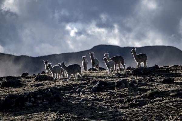 Bild 1 von 7: Eine Gruppe Lamas im peruanischen Hochland.