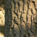 Naturwunderwerk Wald - Die faszinierenden Überlebensstrategien der Bäume