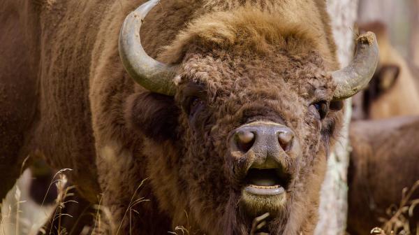 Bild 1 von 2: Wisente sind die größten Landtiere Europas. Bis 1927 wurden sie in freier Wildbahn ausgerottet. Alle heute lebenden Wisente stammen von nur zwölf übrig gebliebenen Zootieren ab. Eine Erfolgsgeschichte des Artenschutzes.