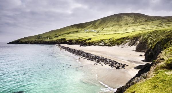 Bild 1 von 1: Eine Kolonie Kegelrobben im Winter am Strand von Blasket Island vor der Dingle Halbinsel. Kegelrobben können gut 20 Minuten die Luft anhalten und Tauchen bis zu 200 Meter tief, um Fische zu fangen.
