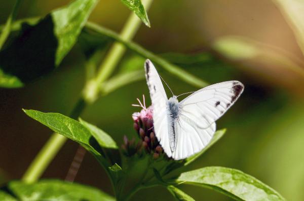 Bild 1 von 4: Auch Schmetterlinge finden am Stettiner Haff ein Zuhause.