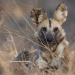 Wildhunde - Überleben im Land der Löwen