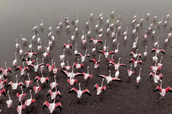 Bild 1 von 6: In der Lagune um Comacchio lebt eine der größten Flamingo-Kolonien Europas.