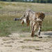 Anna und die wilden Tiere