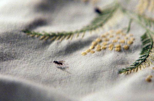 Bild 1 von 3: Während Paulas ökologischem Experiment landen Insekten auf der bestickten Tischdecke ihrer Großmutter.