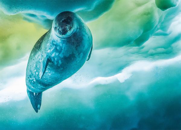 Bild 1 von 1: Die Weddellrobbe ist das am südlichsten lebende Säugetier des Planeten. Um ihr Luftloch freizuhalten, fräst die Robbe Löcher ins Eis.