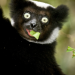 Madagaskar