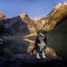 Schweizer Hundegeschichten: Ein Appenzeller namens Elvis