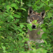 Wildes Land