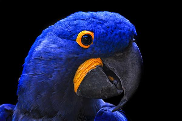 Bild 1 von 7: Objekte der Begierde: Farbenprächtige Hyazintharas gelten in Europa als begehrte Sammlerstücke. Gut betuchte Kunden zahlen pro Papagei bis zu 90.000 Euro. Für Vogelschmuggler ein lukratives Geschäft.