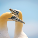 Vögel