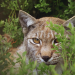Wildnis Europa: Der Luchs