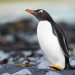 Fight Club der Tiere - Tierische Kleinkriege
