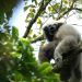 Das Lied der Gibbons