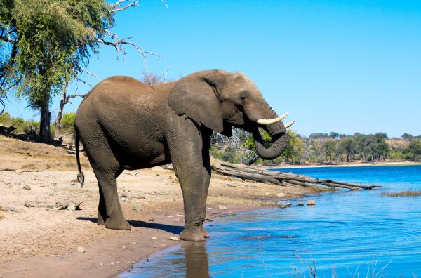 Bild 1 von 4: Elefant im Chobe-Nationalpark in Botsuana