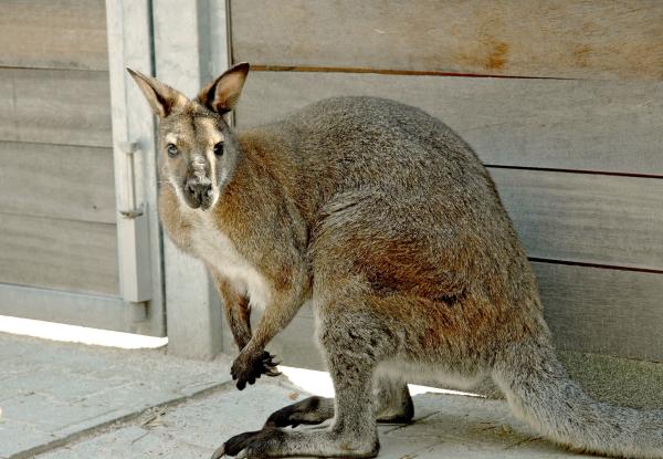 Bild 1 von 10: Ein Känguru.