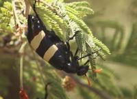 Das Waisenhaus für wilde Tiere