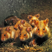 Niedersachsens kleine Helden - Hamster und Hasen