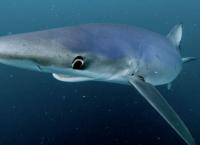 Wunder der Keltischen See