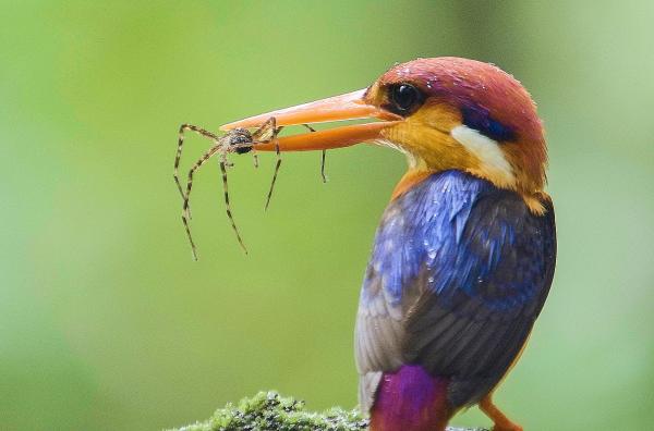 Bild 1 von 4: Der Orientalische Zwergfischer ernährt sich hauptsächlich von Fischen, Kriechtieren und kleinen Reptilien.
