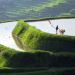 Wildes China