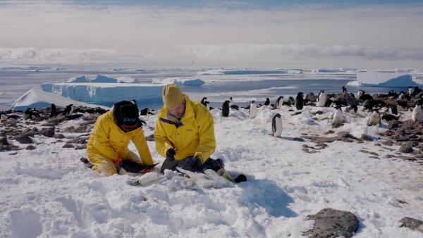 Bild 1 von 5: Ein Adéliepinguin bekommt einen GPS-Tracker auf den Rücken geklebt, um seine Bewegungen zu protokollieren. Noëlle Heid (l.) vom Thüringer Institut für Nachhaltigkeit und Klimaschutz Simeon Lisovski (r.) vom Alfred-Wegener-Institut