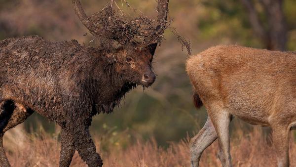 Bild 1 von 31: Im Bild: Die Brunft der Mähnenhirsche ist stark von Schlamm und Kopfschmuck geprägt.
