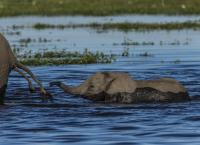 Okawango - Fluss der Träume